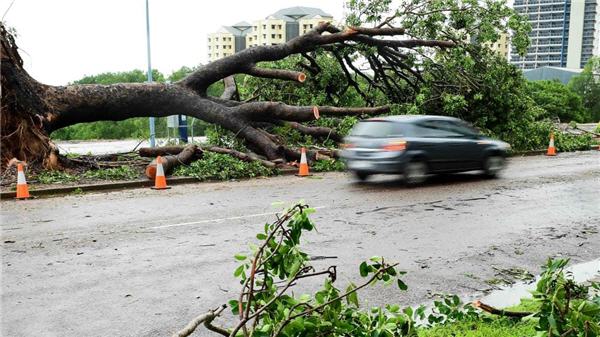 A fallen tree has been cleared from the road after a cyclone in QLD